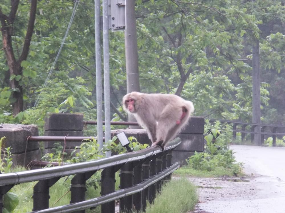 ずいぶんと飯豊登山で中津川がにぎわっていたゾ。