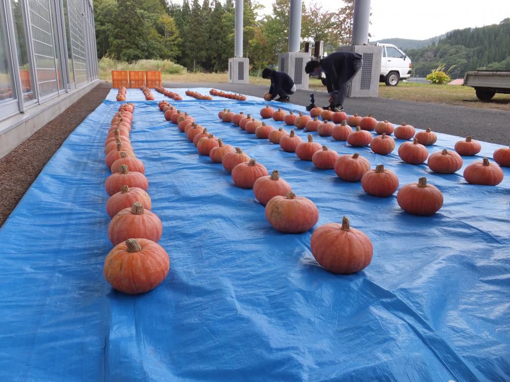 宇津沢かぼちゃの目揃え会