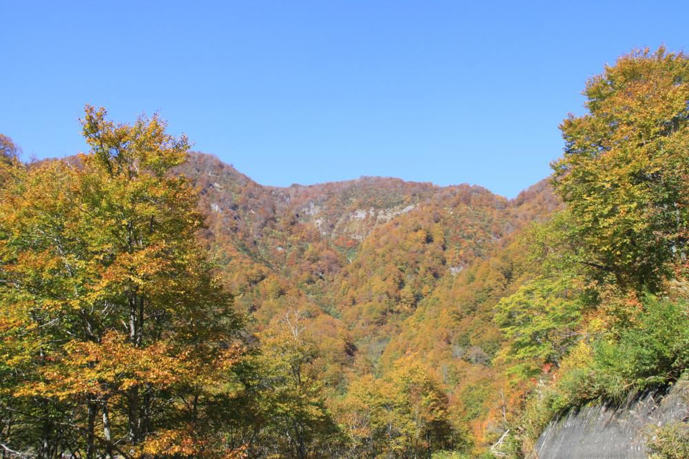 中津川の　紅葉　見頃です