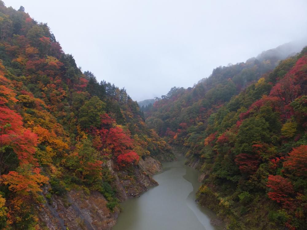 紅葉　燃える赤　眩しい黄金色　最高潮