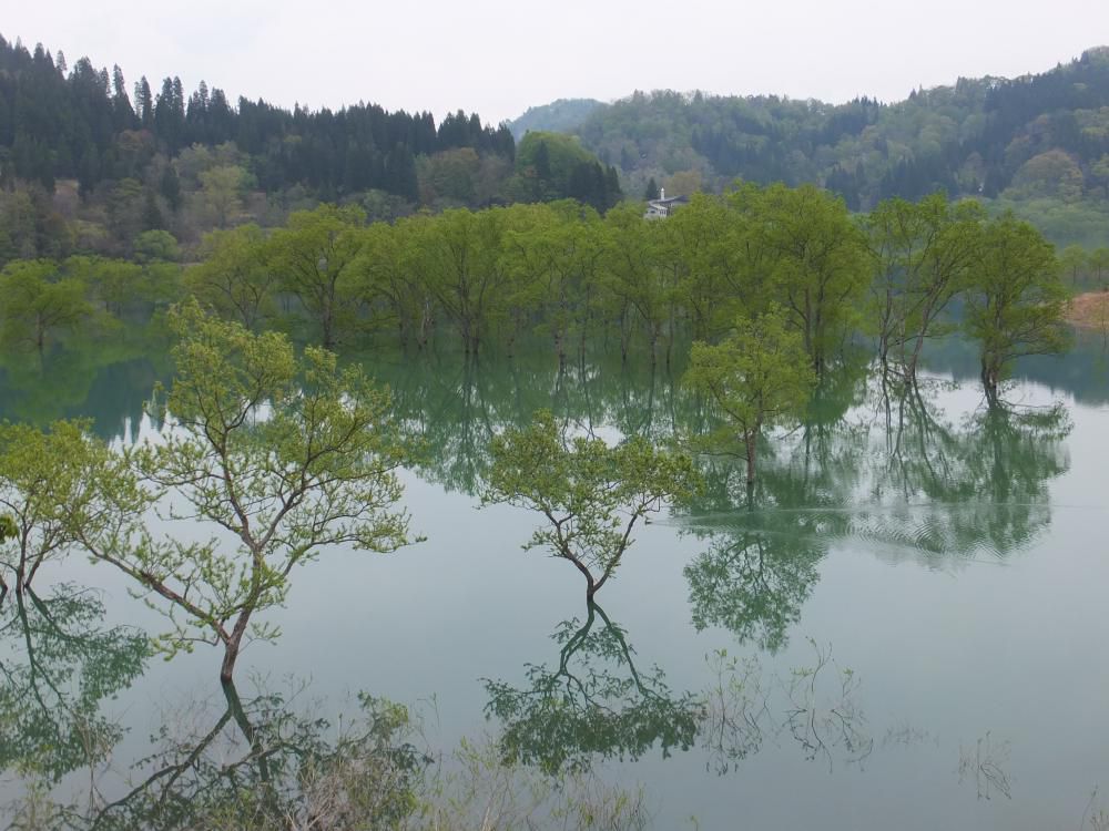 水没林　見頃です。
