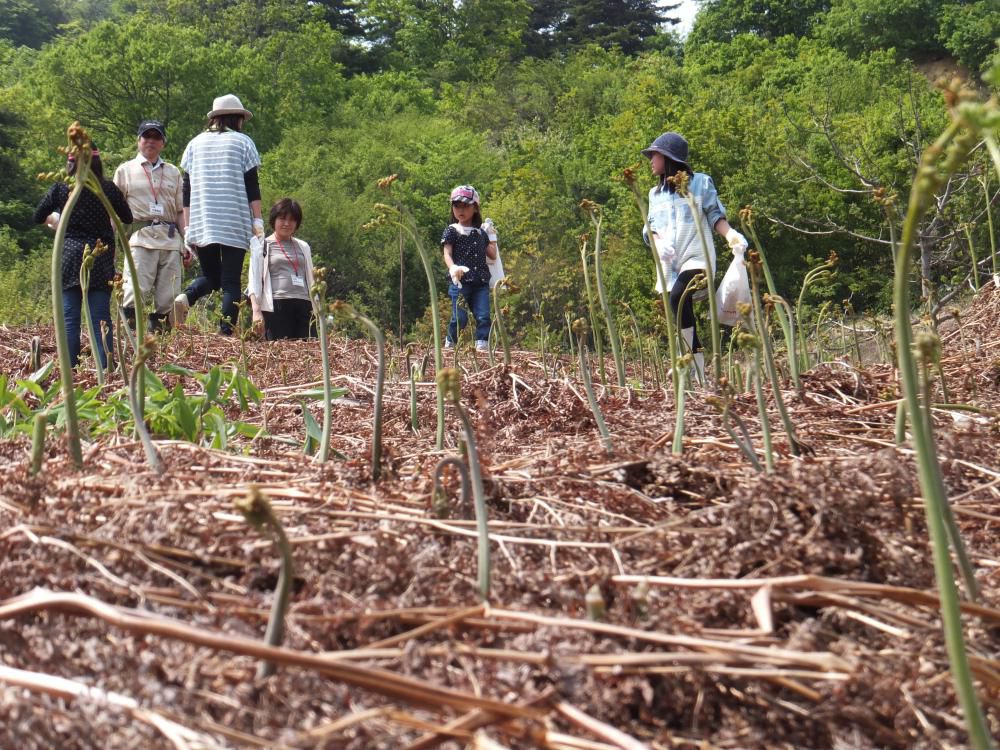 ワラビ園　間もなくオープンです
