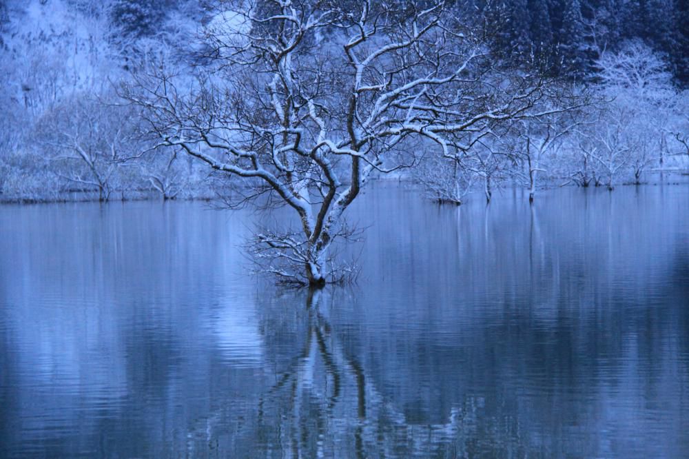 水没林も雪化粧