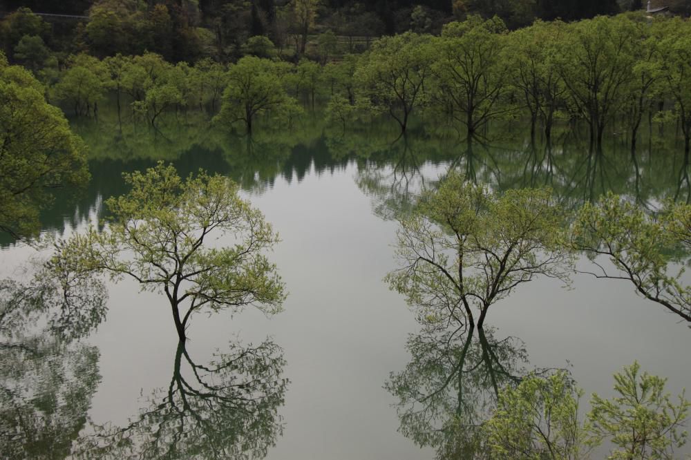 水没林、間もなく水位が下がり始めます。