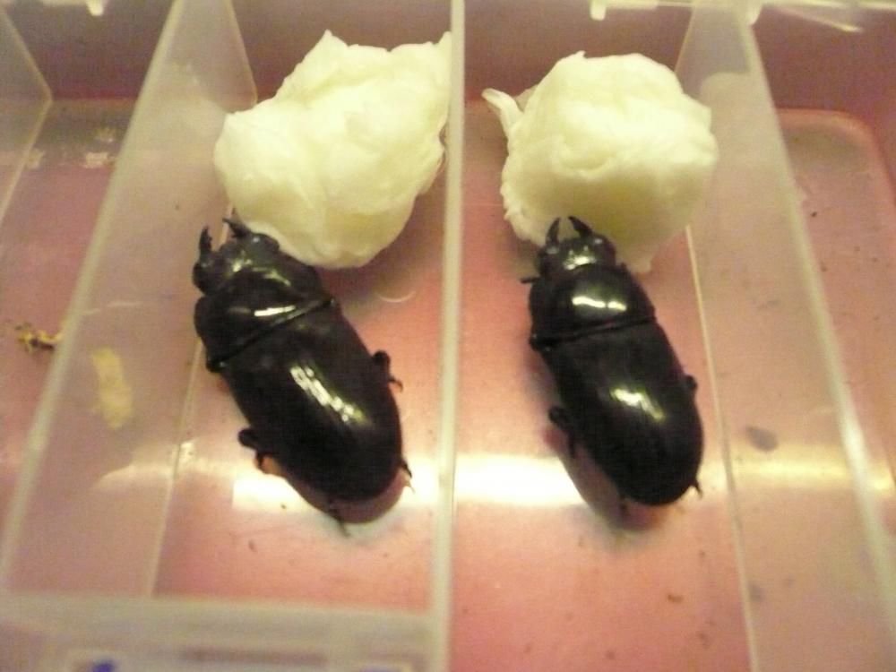 まさかこんなレアまで( ﾟДﾟ)