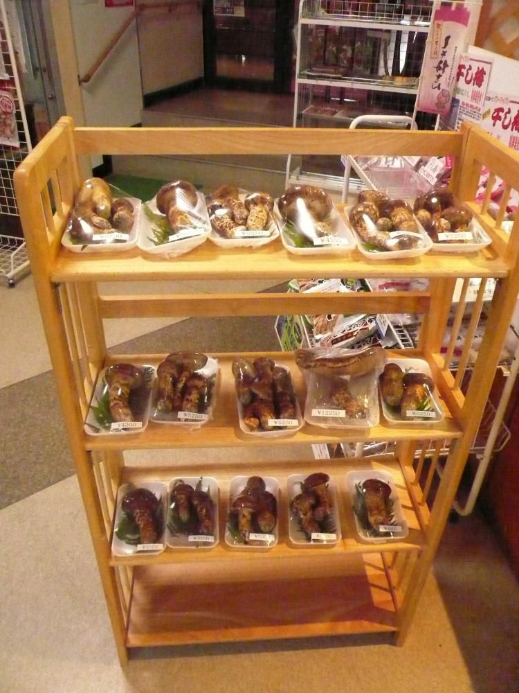 松茸杯
