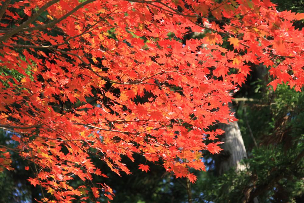 紅葉シーズン到来('◇')ゞ