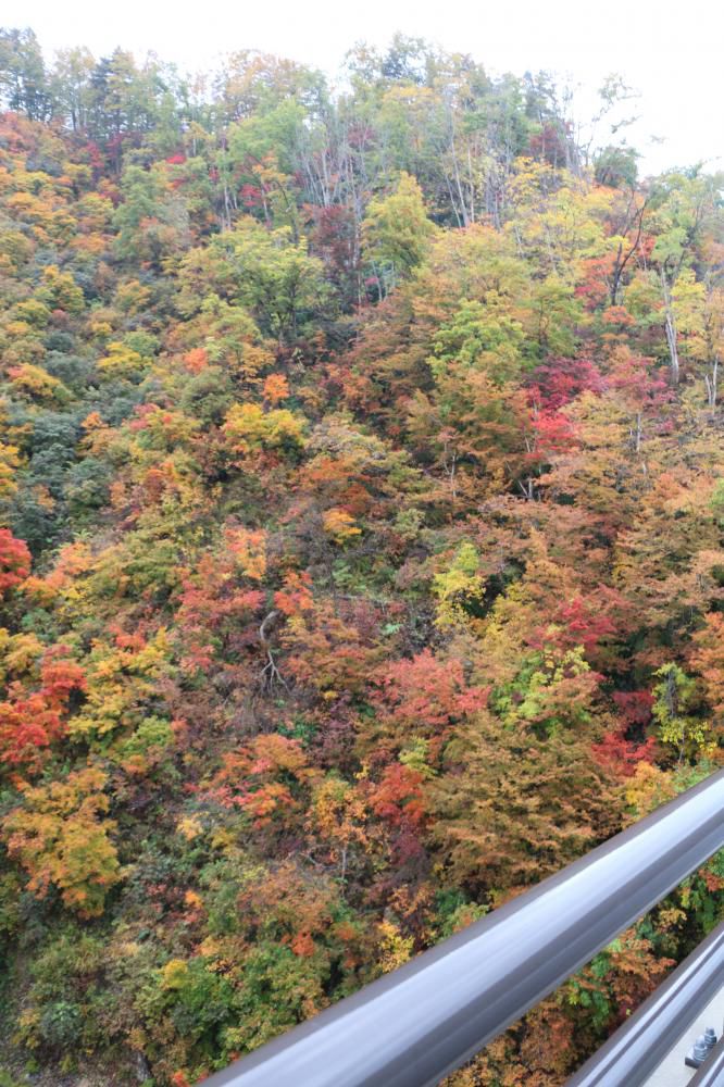 山形県飯豊町中津川　紅葉情報