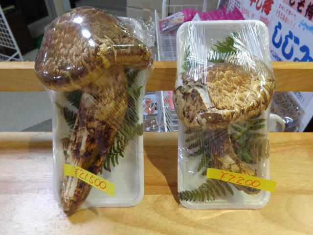 今シーズン見納めです( ;∀;)