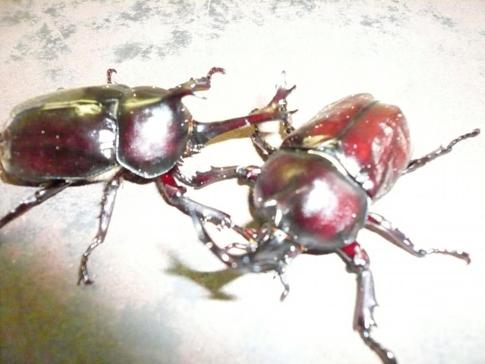 昆虫の聖地中津川　今年も昆虫シーズンの到来です