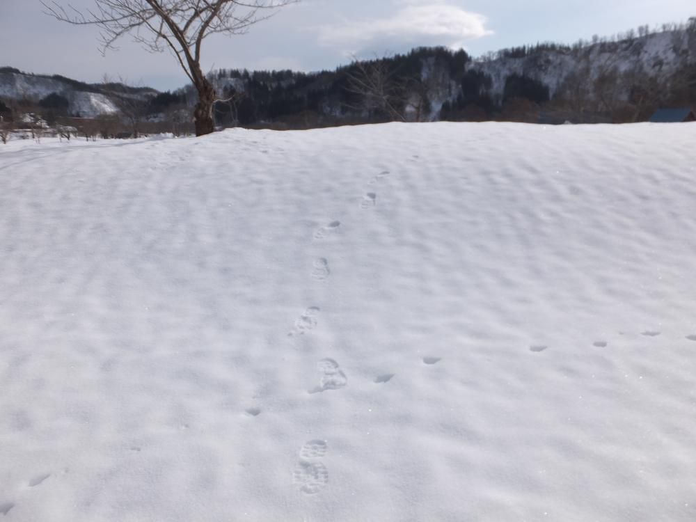 今から　固雪　かよ。　やっぱ　今年の冬も　なんか変だぞ。
