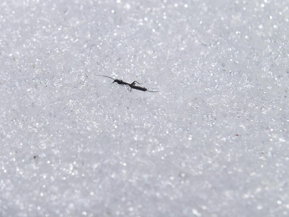 雪虫　ウロチョロ。　もうすぐ春です。