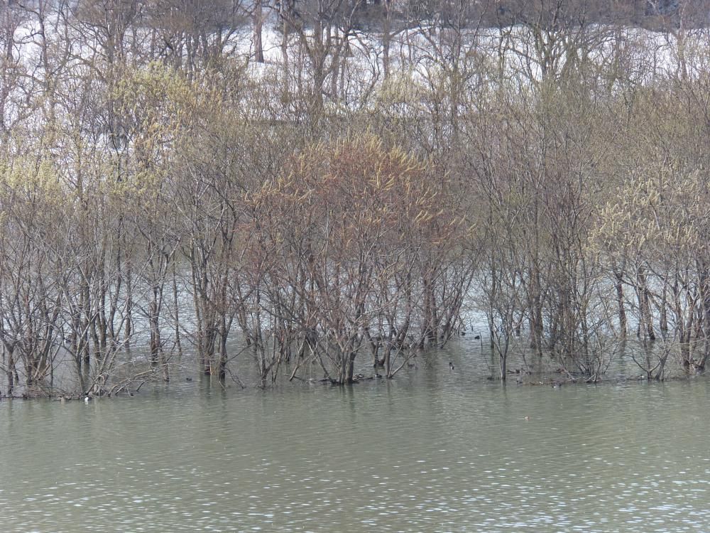水没林　湖面に浮かぶ木々が　薄緑色に変わってきたぞ。