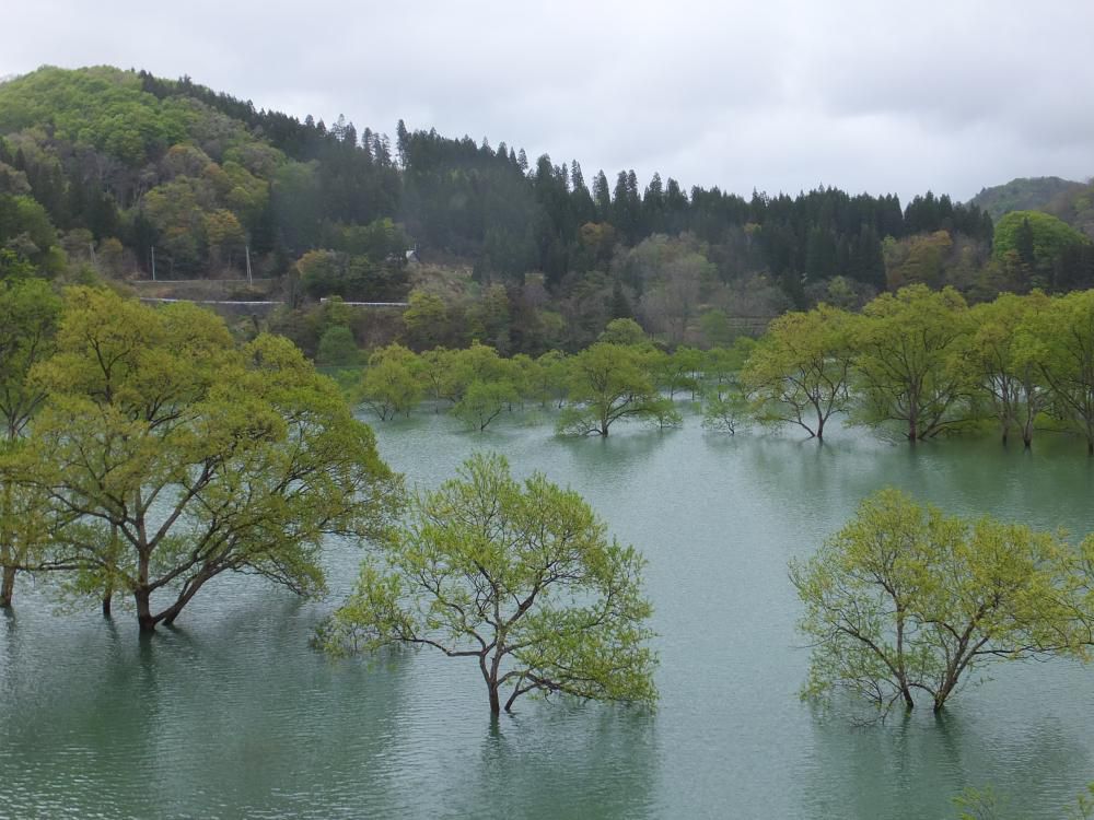 木・木・きれーい!!　　水没林