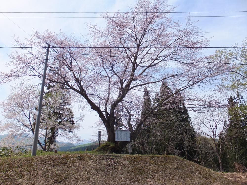知る人ぞ知る。　銘木　「経塚の桜」って知ってる？
