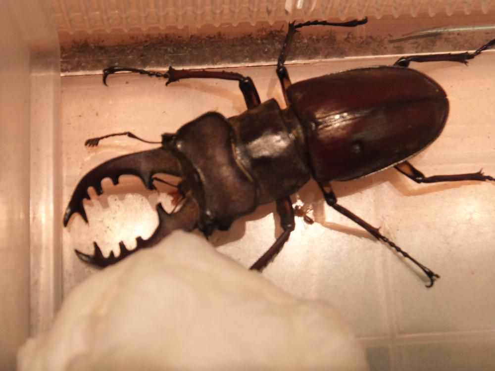 夏の王者　「クワガタムシ」を　プレゼントします。