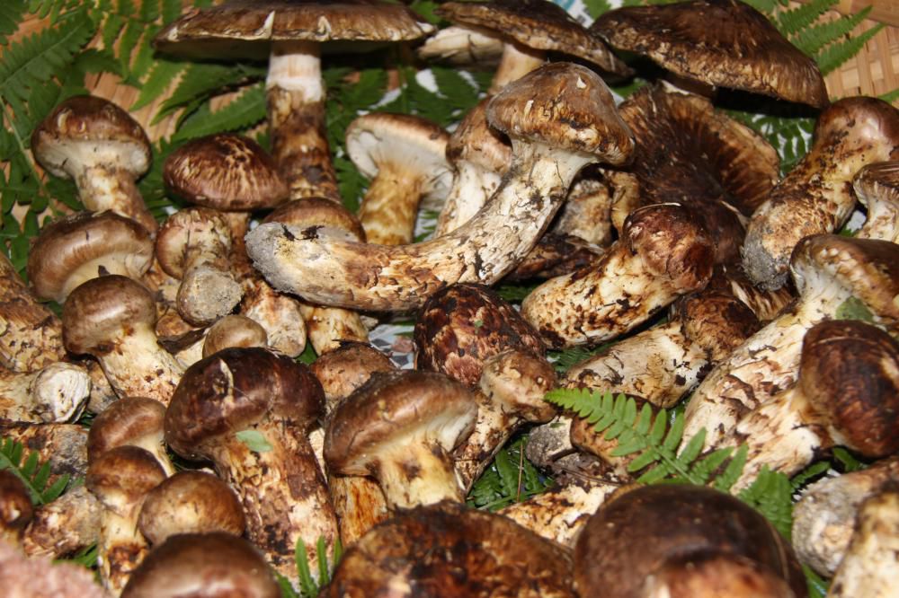 白川荘で秋の味覚の王様「松茸」食べられるヨー!!