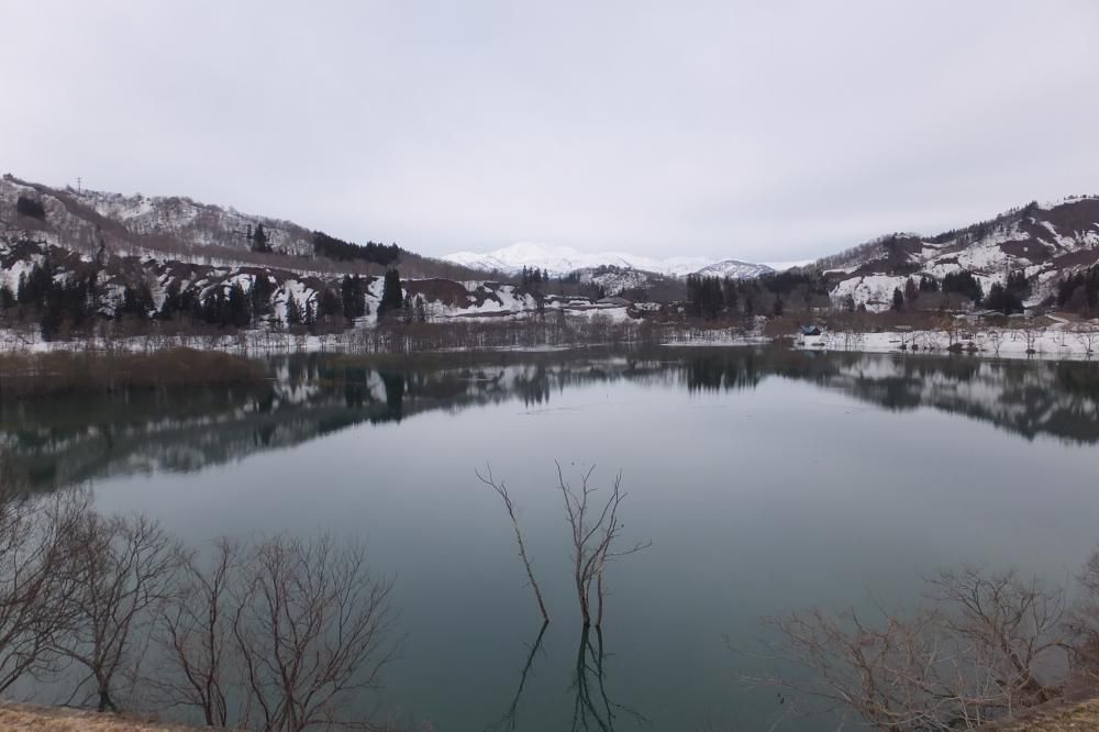 水没林　　白川湖でそろそろ始まり始まりィー。