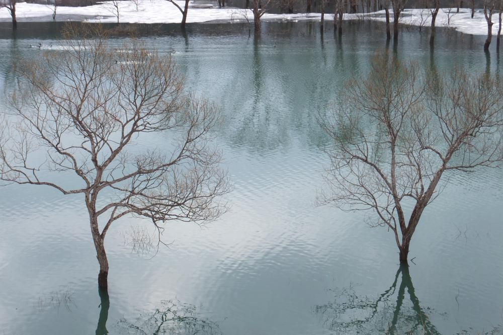 水没林　　白川湖の今　こんな感じです。