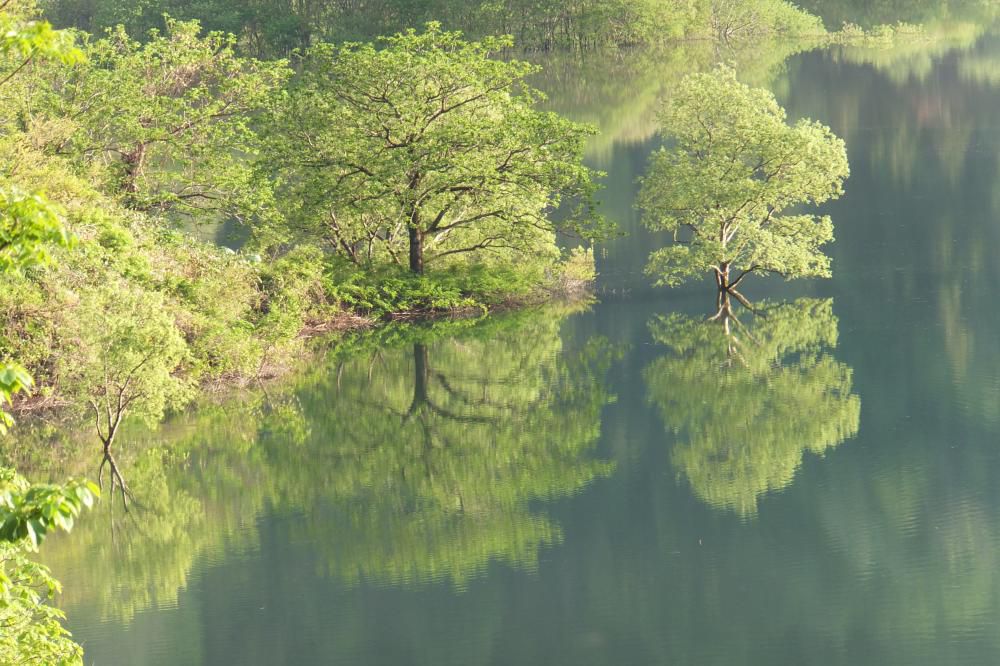 水没林　まだ見れますよ。