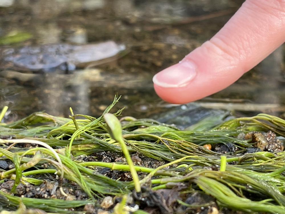 『白石、沢端川の清掃』