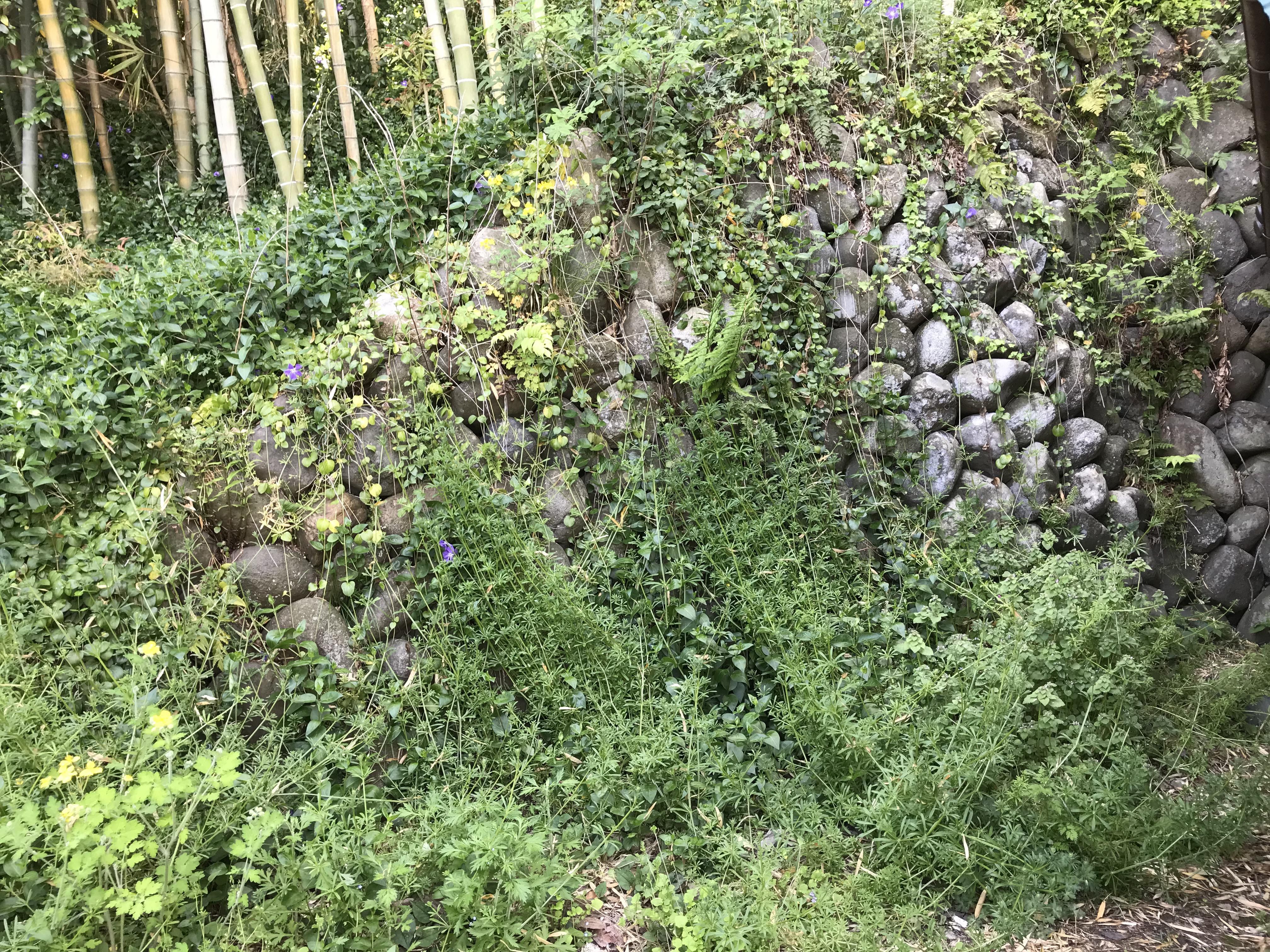 『石垣を手入れ』