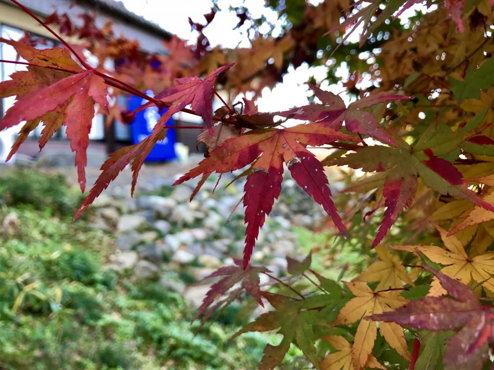  『蒼塵窯の紅葉』