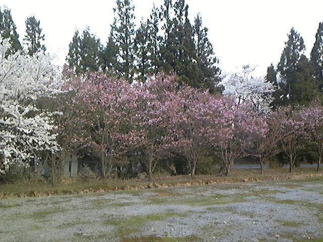 ご迷惑をお掛けして・・・