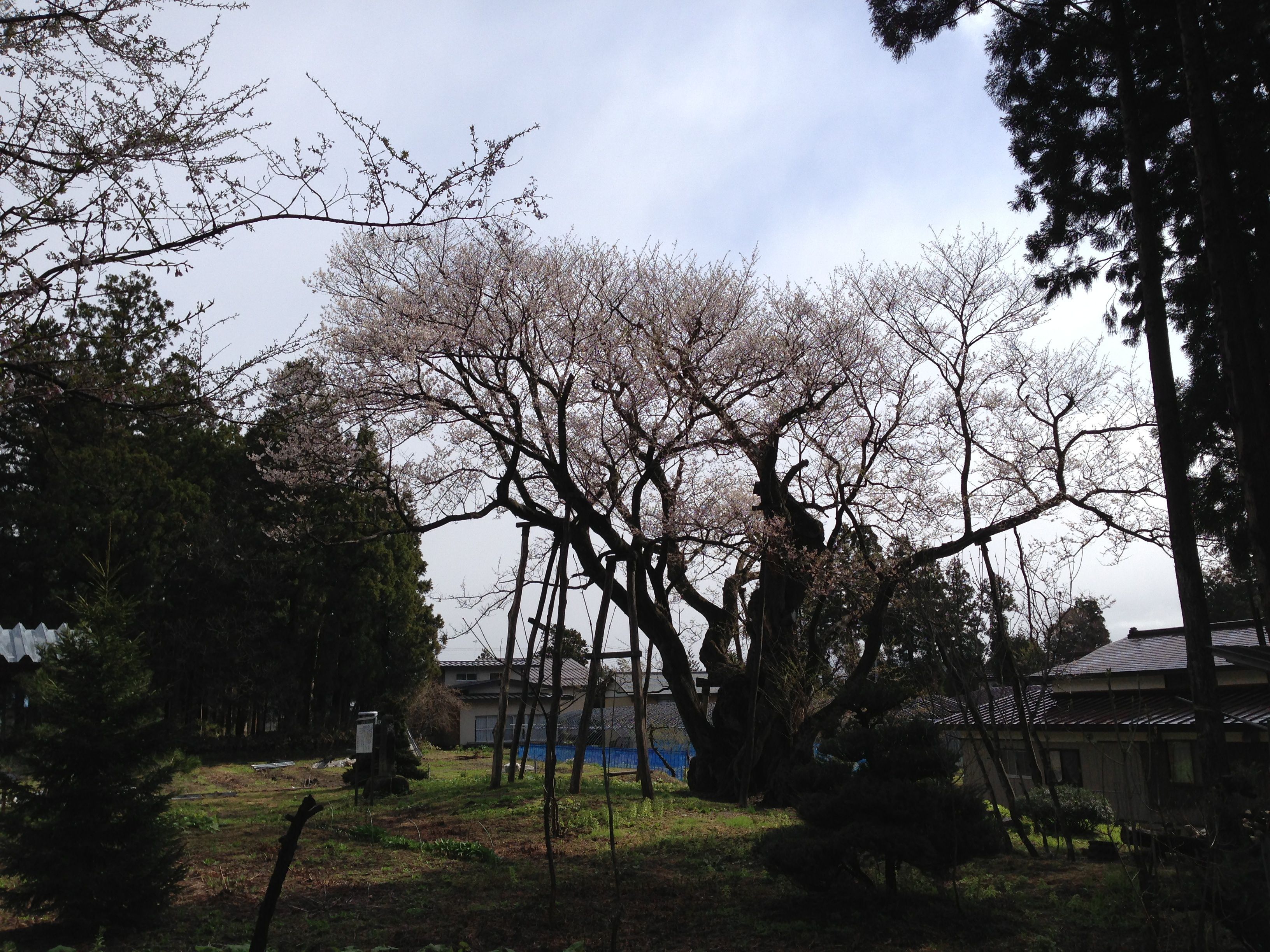 大明神桜