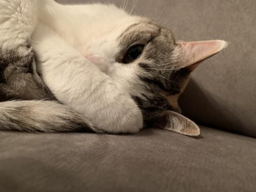 人生初　　猫飼いました