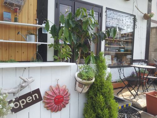 FINCA Sui-Cafe!!スイカフェ農園のコーヒーの木たちが急成長！！
