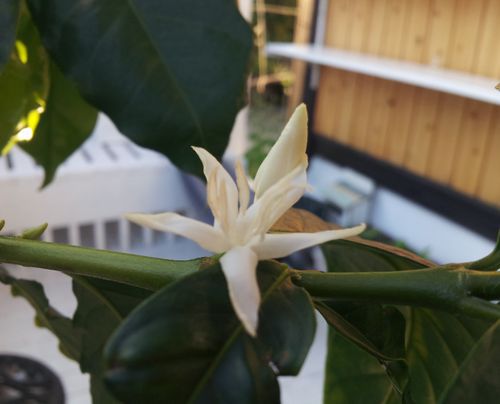 コーヒーの花　開花しました～