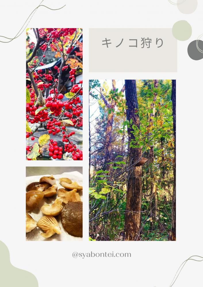 キノコ狩りに行ってきました