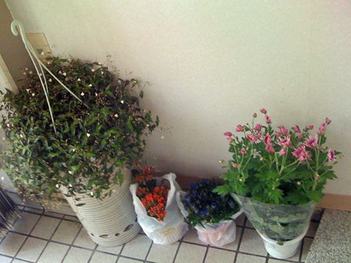 お花をプレゼント!