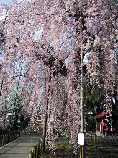 「光禅寺」のしだれ桜　2
