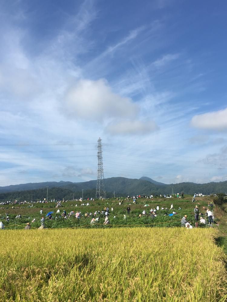 秘伝枝豆イベント！