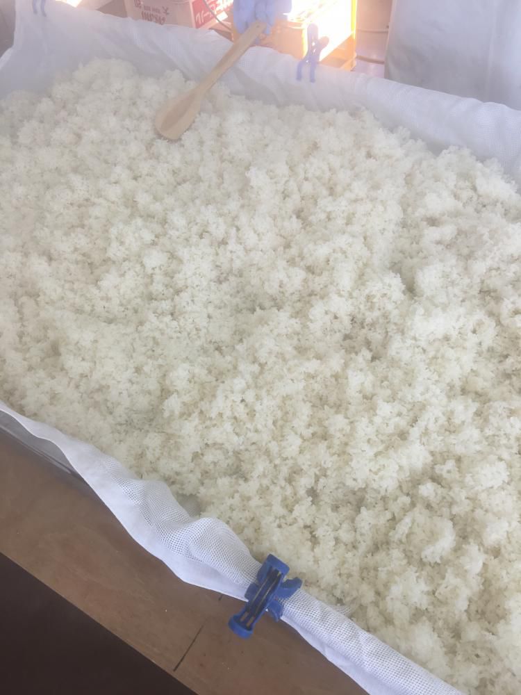 麹づくり！
