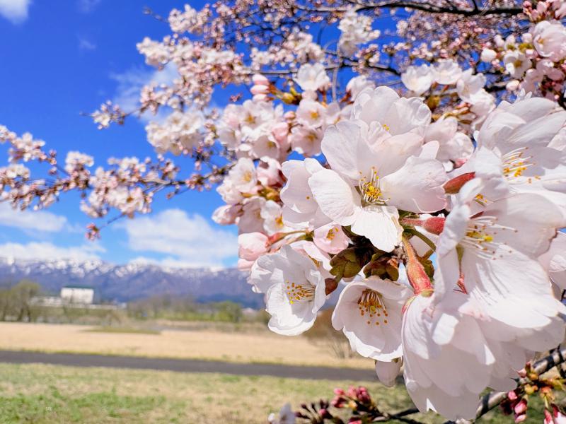 ’26 長井市内の桜開花情報(4月8日)