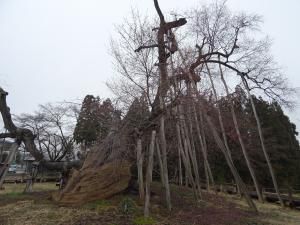 ’16伊佐沢の久保桜開花情報（4月4日）