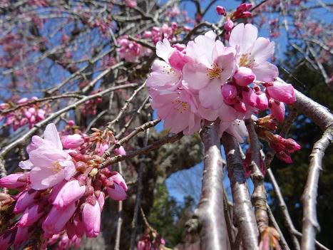 ’16長井市内の桜開花情報（4月11日）