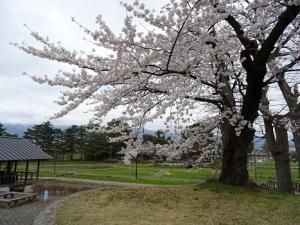 ’16長井市内の桜開花情報（4月14日）