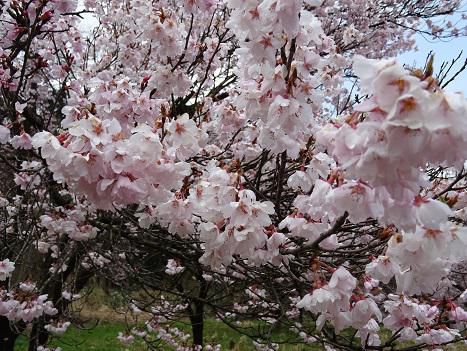 ’16長井市内の桜開花情報（4月15日）