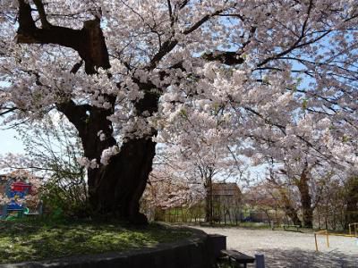 ’16長井市内の桜開花情報（4月19日）