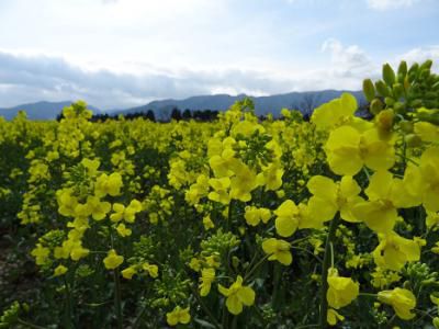 菜の花が見頃を迎えております♪
