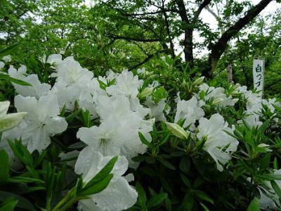 ’16白つつじ開花情報（5月11日）