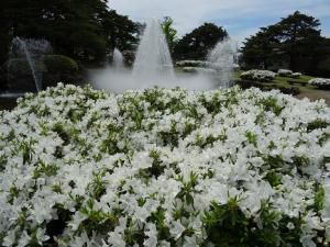 ’16白つつじ開花情報（5月13日）