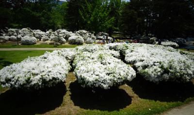 ’16白つつじ開花情報（5月16日）