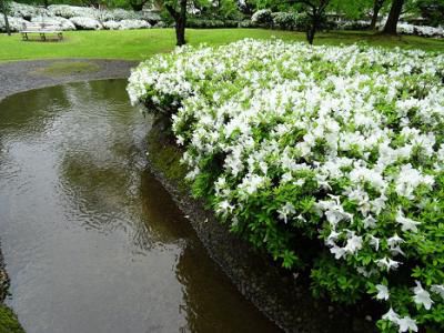 ’16白つつじ開花情報（5月17日）