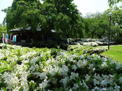 ’16白つつじ開花情報（5月19日）