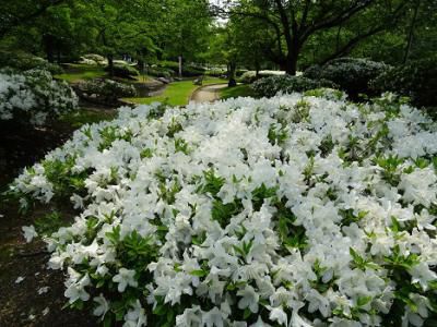 ’16白つつじ開花情報（5月20日）